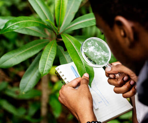 Environmental Studies Botany