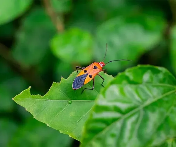 Entomology
